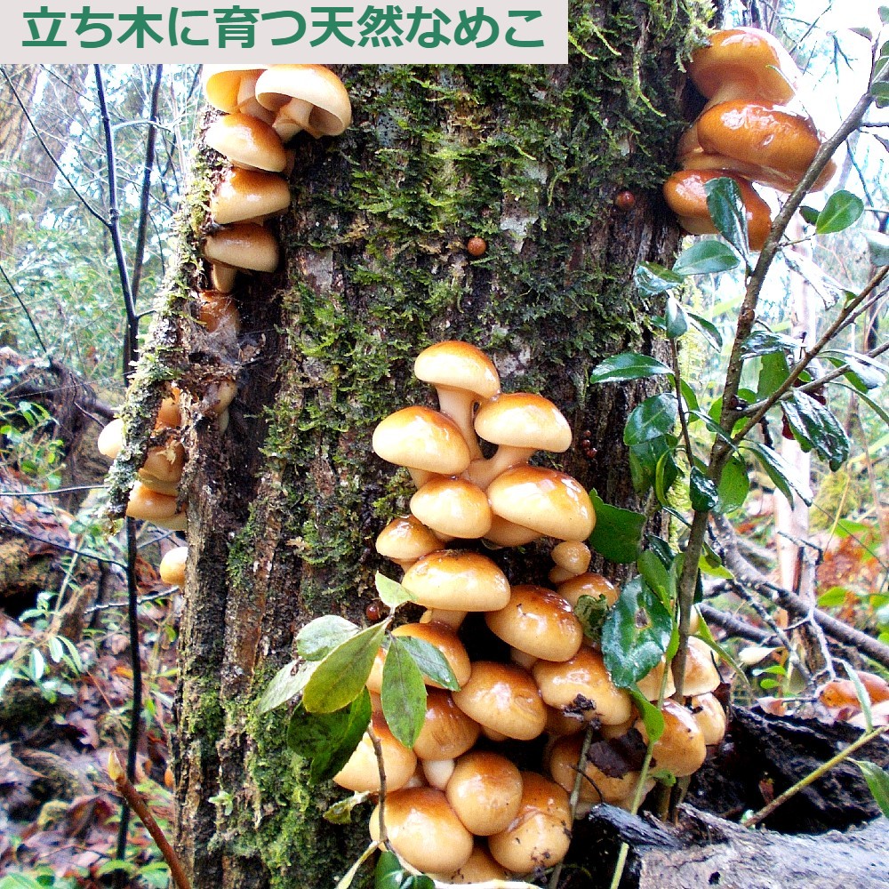 【予約受付】 おいしい天然なめこ きのこ 300g以上 天然ならではの味と風味をどうぞ 山形産(sweetpool gardenさん)のメインイメージ